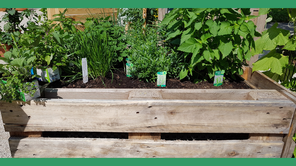 vegetables in raised bed